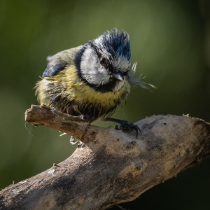 Redwell   25 05 2020   D500   Les 159.jpg